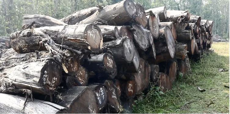 महोत्तरीमा वर्षौंदेखि लाखौँ मूल्यका काठ कुहिँदै