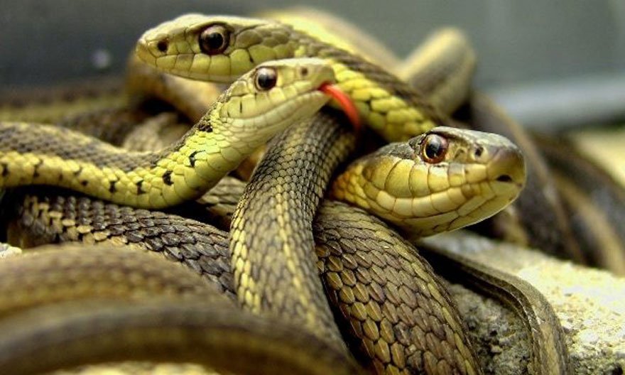 सर्पको बिगबिगी image