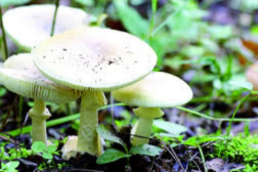 जंगली च्याउ खादा दुई जनाको अवस्था गम्भीर, तीन जनाको अवस्था सामान्य