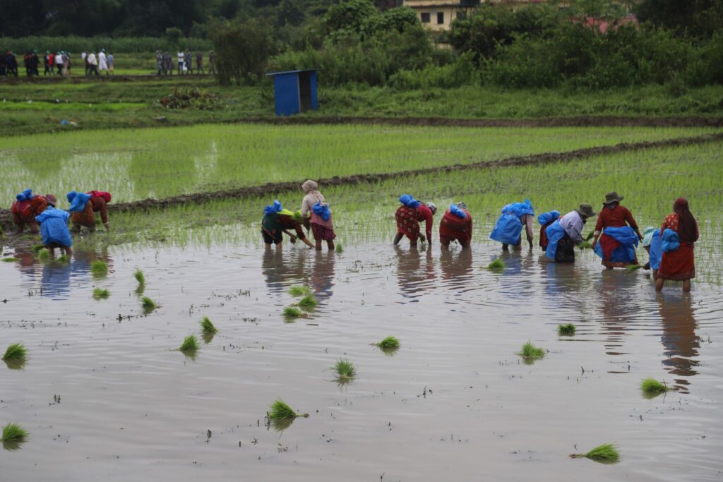 कर्णालीमा ७१ प्रतिशत रोपाइँ