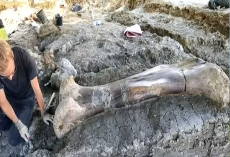 सात करोड साठी लाख वर्ष पुरानो डाइनोसरको अस्थिपञ्जर लिलामीमा