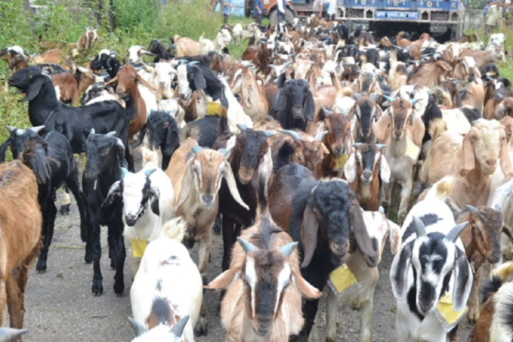 व्यावसायिक बाख्रापालनले आत्मनिर्भर बनाउँदै