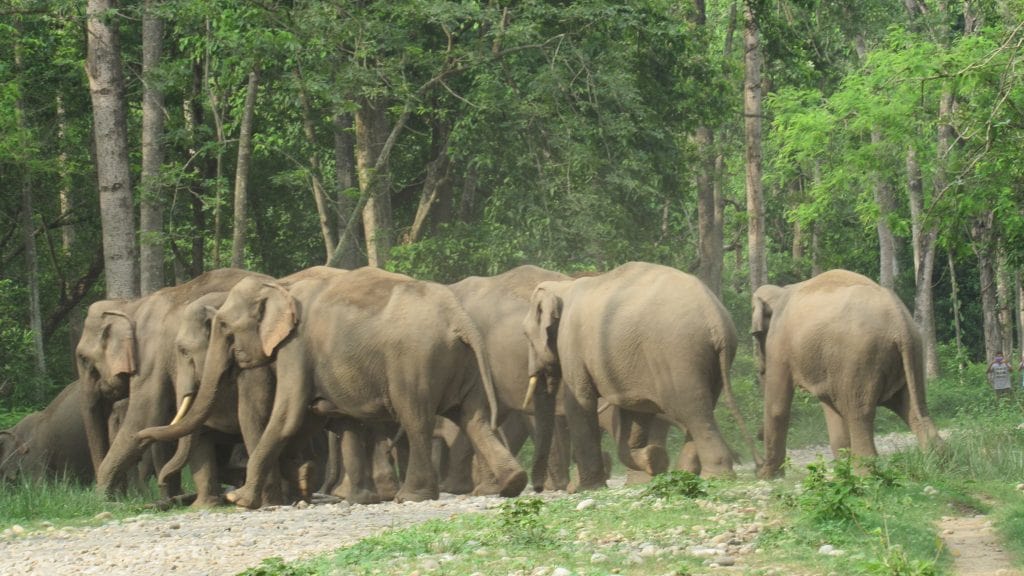 मानव र वन्यजन्तु द्वन्द्वबाट ५२ जनाले ज्यान गुमाए image