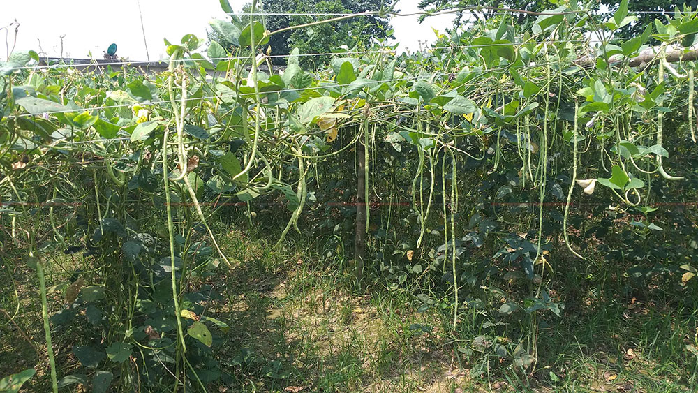 नेपाली कृषक मारमा