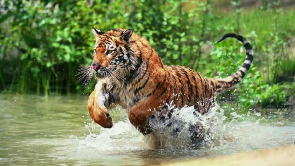 अझै सुध्रिएन नरभक्षी बाघको आनीबानी image