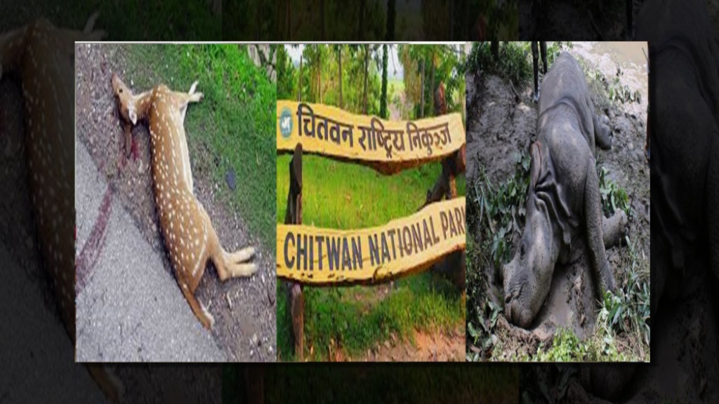 चितवन राष्ट्रिय निकुञ्जमा एक वर्षको अवधिमा २ सय ४ वन्यजन्तु मृत्यु image