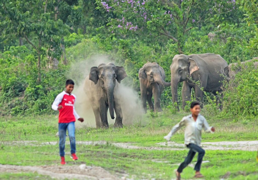 मानव–वन्यजन्तुको द्वन्द्व बढ्दै