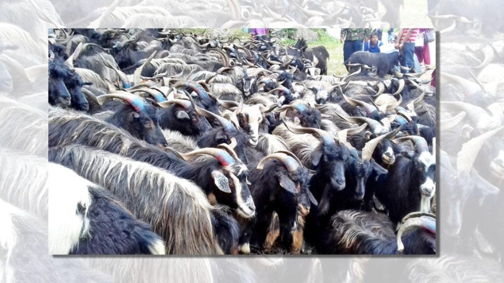 मुस्ताङबाट १२ हजार भेडा तथा च्याङ्ग्रा पोखरा ल्याइँदै image