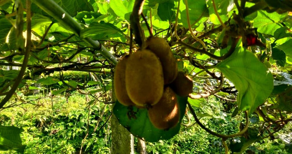 व्यावसायिक किबीखेतीबाट आम्दानी गर्दै मेलम्चीका कृषक