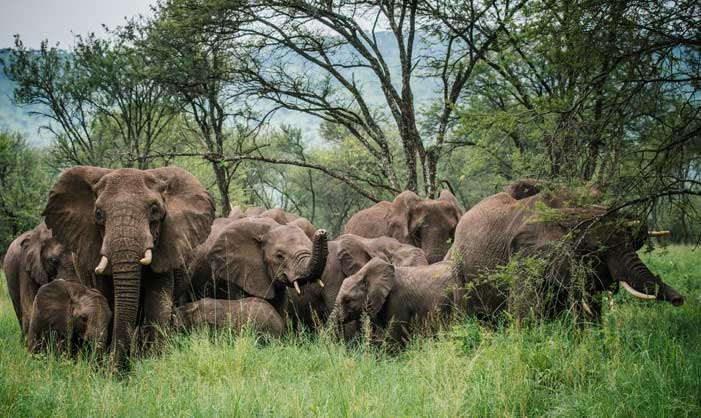 जङ्गली हात्तीको बथान भगाउन रातभर जाग्राम image