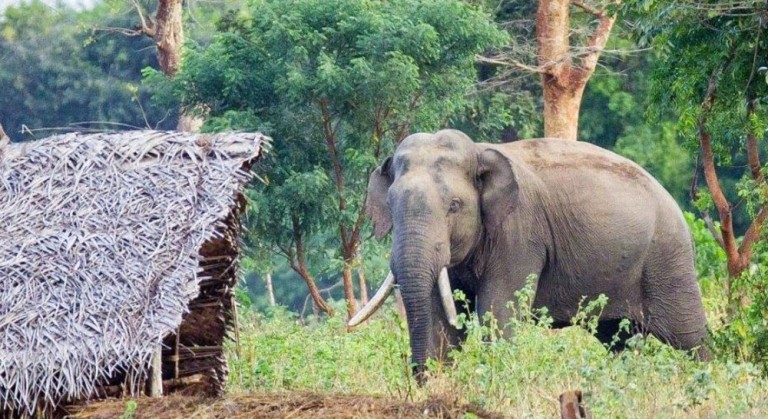 जङ्गली हात्तीको आतङ्कले चुरे काछवासी त्रसित