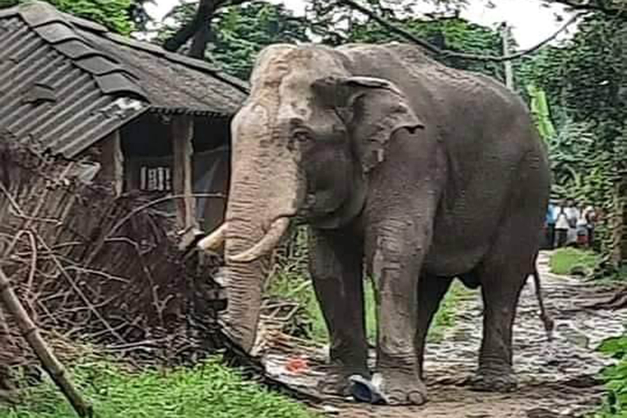हात्तीले पाँच घर भत्कायो