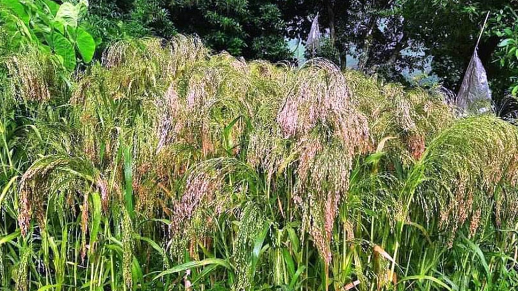 रैथाने बालीको संरक्षण गरिँदै image
