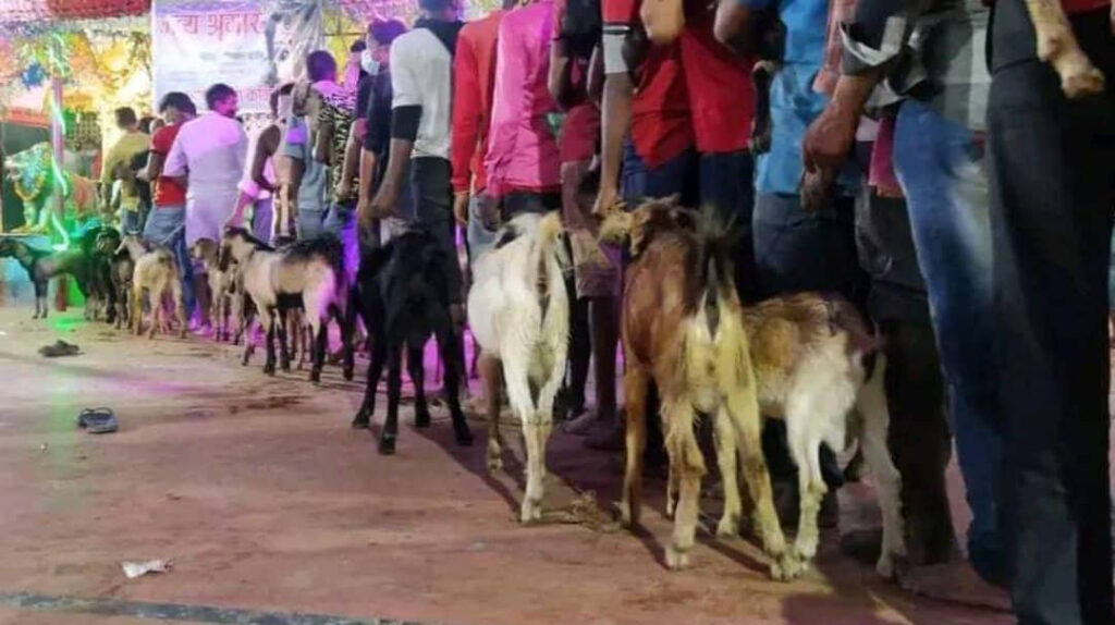 राजदेवीमा १५ हजार बोकाको बली
