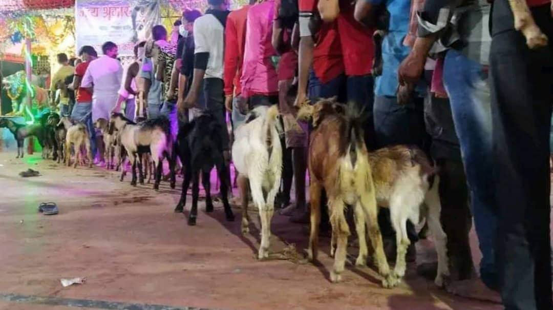 राजदेवीमा १५ हजार बोकाको बली image