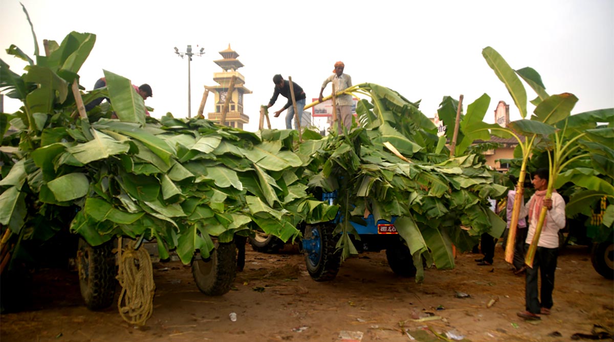 लक्ष्मीपूजामा केराको बोटको बिक्री बढ्यो image