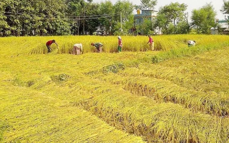 उम्मेदवार भोट माग्दै गाउँमा, जनता खेतबारीमा image
