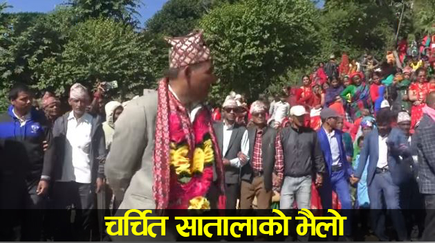 दैलेखको सात्तलामा मनाइयाे भैलाे पर्व, सस्कृती संरक्षणमा स्थानीय युवाकाे चाँसाे image