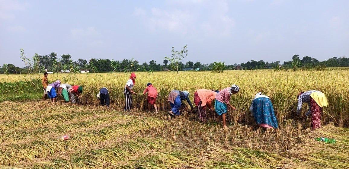 खेती र फार्म सञ्चालनमा मजदुर पाइन छाडे image