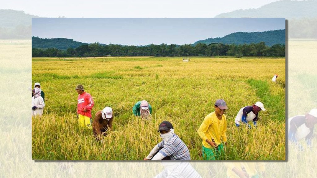 धान बालीमा सङ्क्रमण फैलिएपछि किसान चिन्तित