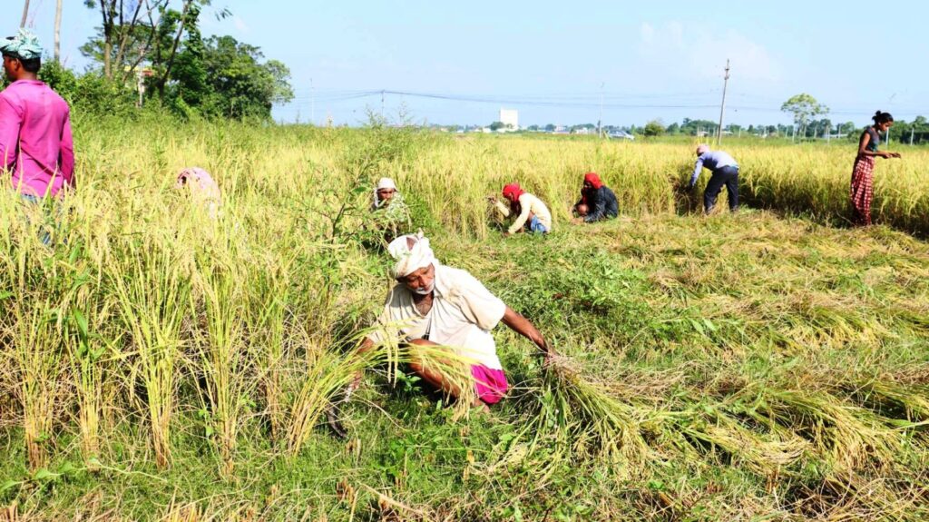 घरदैलोमा उम्मेदवार, स्थानीयवासीलाई धान काट्ने चटारो