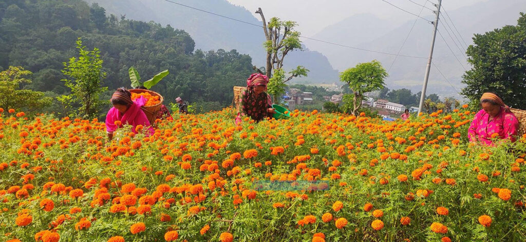 तिहार नजिकिएसँगै सयपत्री फूल टिप्ने चटारो