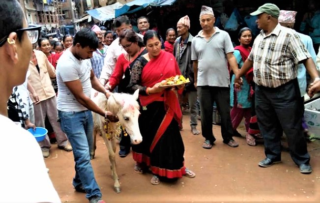 भक्तपुरमा तलेजु भवानीको सेतो घोडा जात्रा सम्पन्न