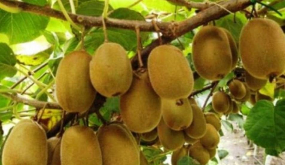 किवीले बजार पाएन भन्दछन् : कहाँ लैजाने र बिक्री गर्ने