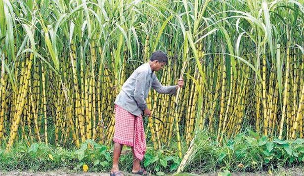 बाली फेर्दै किसान