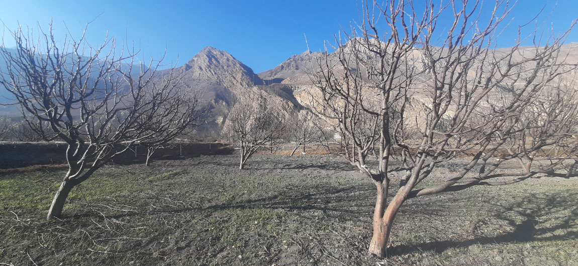 स्याउको बगान व्यवस्थापन गरिँदै image