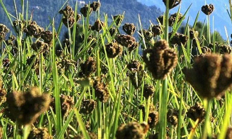 भोजपुरका किसान वर्षेनी कोदो भण्डारणमा व्यस्त, स्थानीय बजारमा बिक्री सुरु