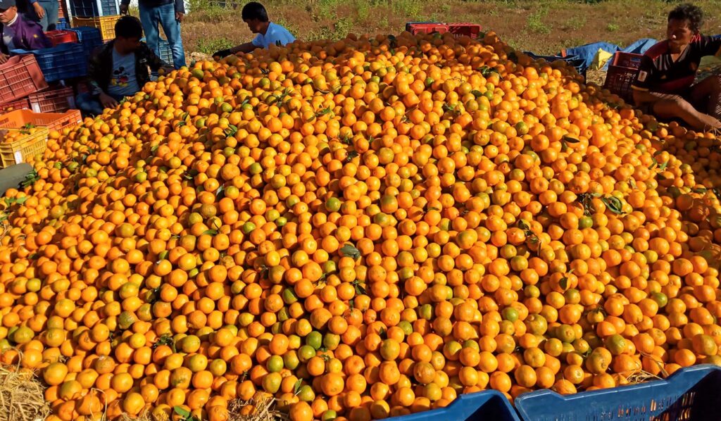 बेमौसममा फाइदा लिन चिस्यान गृहमा सुन्तला भण्डारण