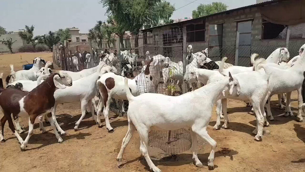 पुँगरमै बाख्रा पालनबाट मनग्य आम्दानी