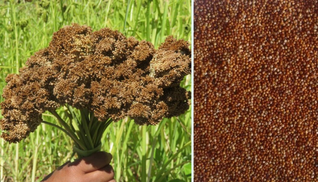 कोदो दिवस : उत्पादन वृद्धिको अभियान, आयात घटाउने उद्देश्य