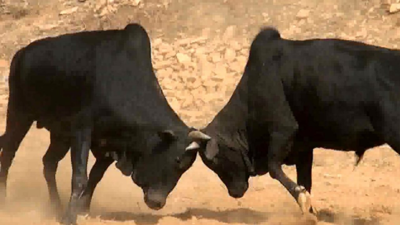 नुवाकोटमा आज ४८ हल गोरु जुधाइँदै image