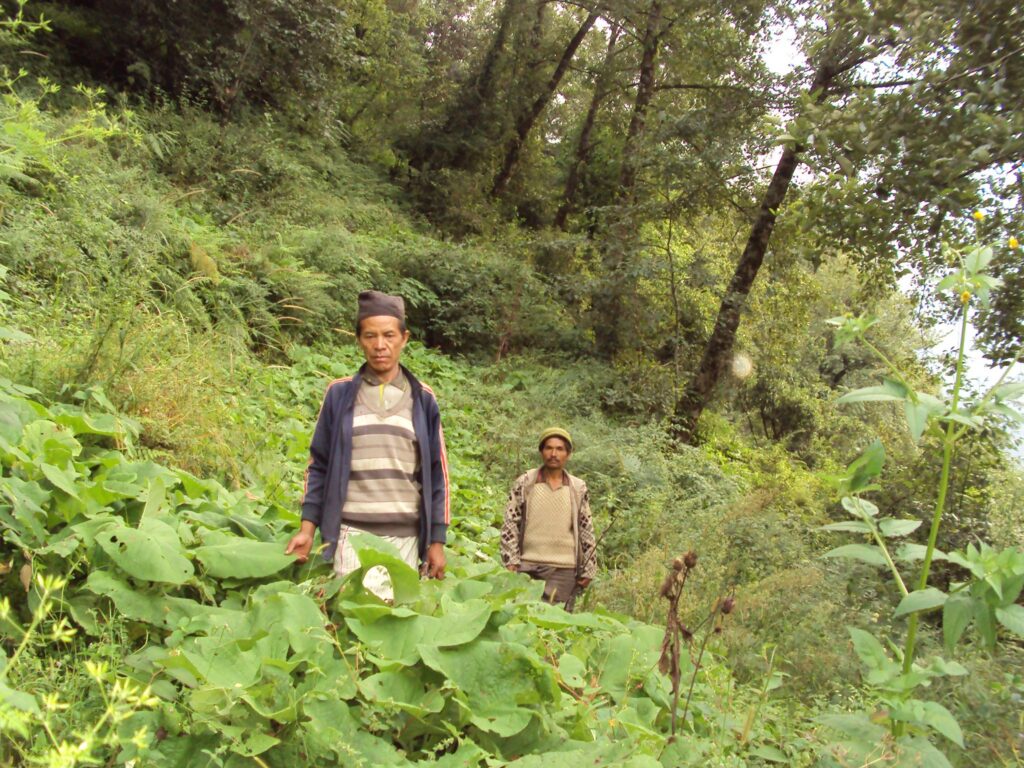 झापामा फस्टाउँदै जडीबुटी खेती