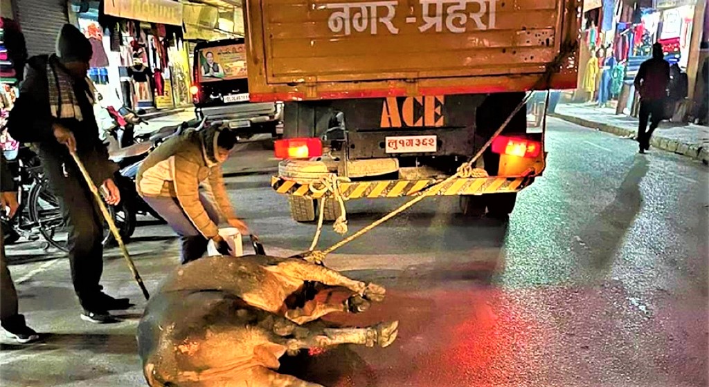 साँढेलाई ट्रकमा बाँधेर घिसार्दै यातना दिदा नगरपालिकाको चाैतर्फी आलोचना image