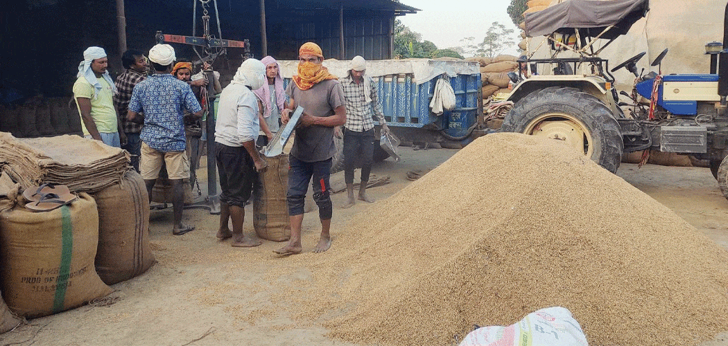 नब्बे हजार क्विन्टल धान खरिद गरिँदै image