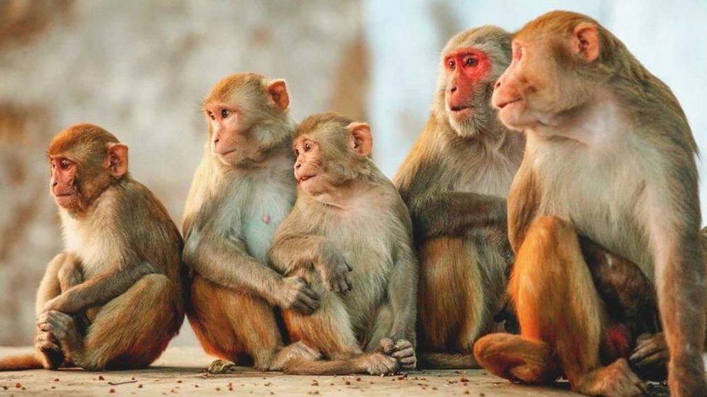 वन्यजन्तु बस्ती पसेपछि……… image