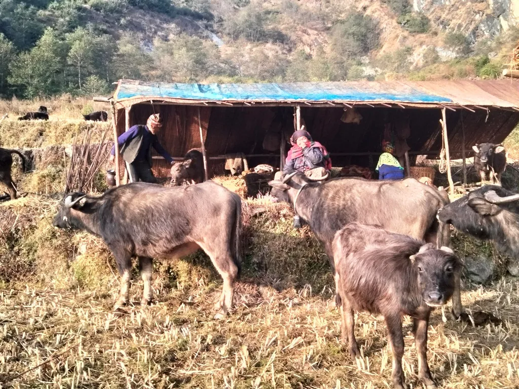 प्रेमबहादुरको सङ्घर्षः ‘छ दशकदेखि घुम्तीगोठमा गाईभैँसी पालन’ image