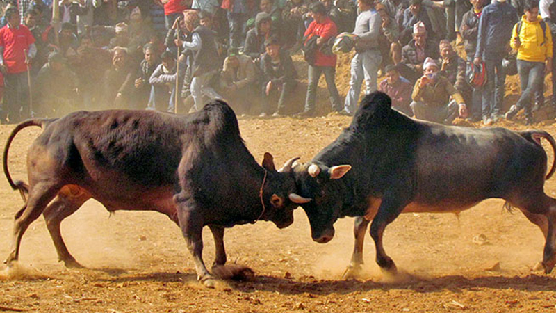 गोरु जुधाइ : मनोरञ्जनको माध्यमदेखि विजयोत्सवको गाथा image