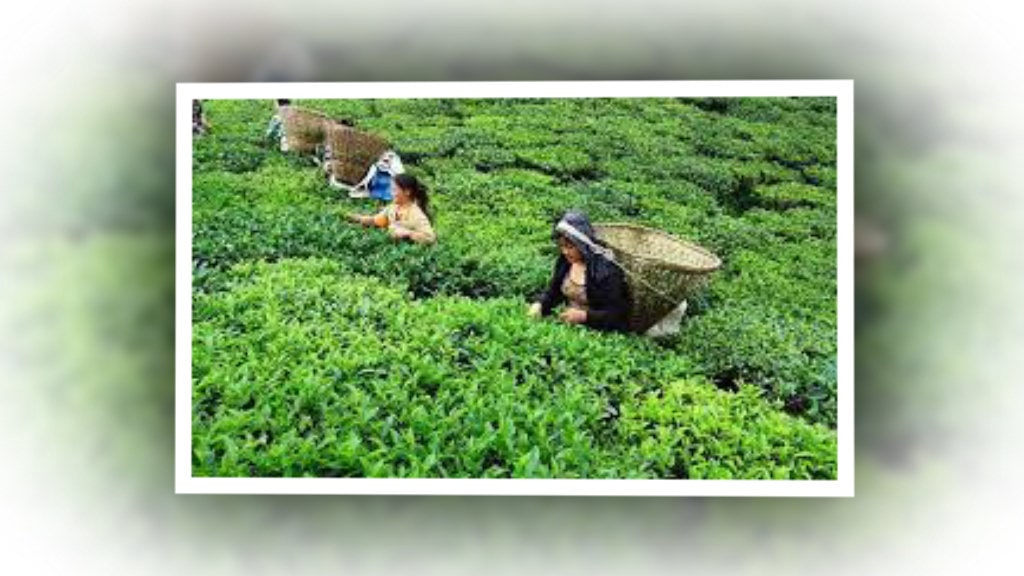 चिया निर्यातबाट बर्सेनि रु तीन करोड विदेशी मुद्रा आर्जन