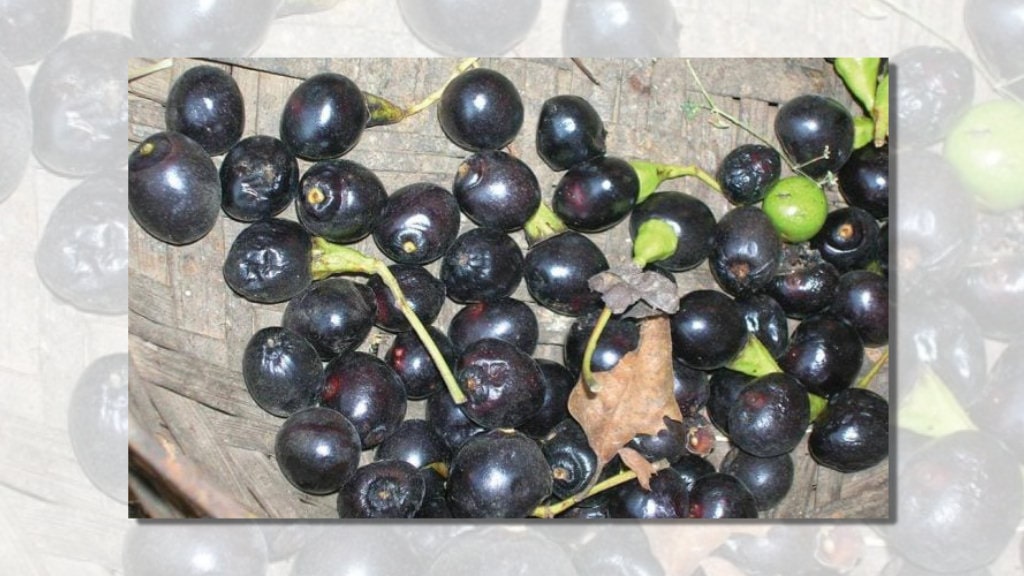 सुगन्धकोकिलाको उत्पादनमा गिरावट image