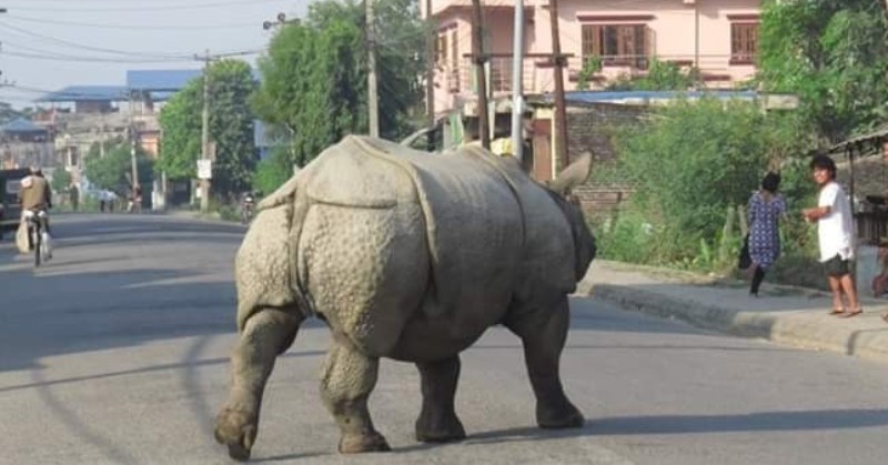 आहारको अभावमा बस्ती पस्छन गैँडा