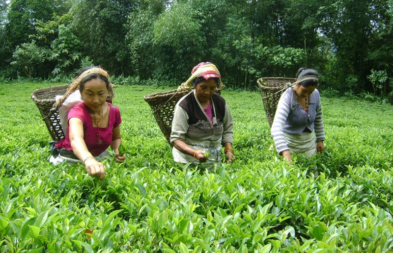 उत्पादन र बजार प्रवर्द्धन गर्न चियाको राष्ट्रिय रणनीति image