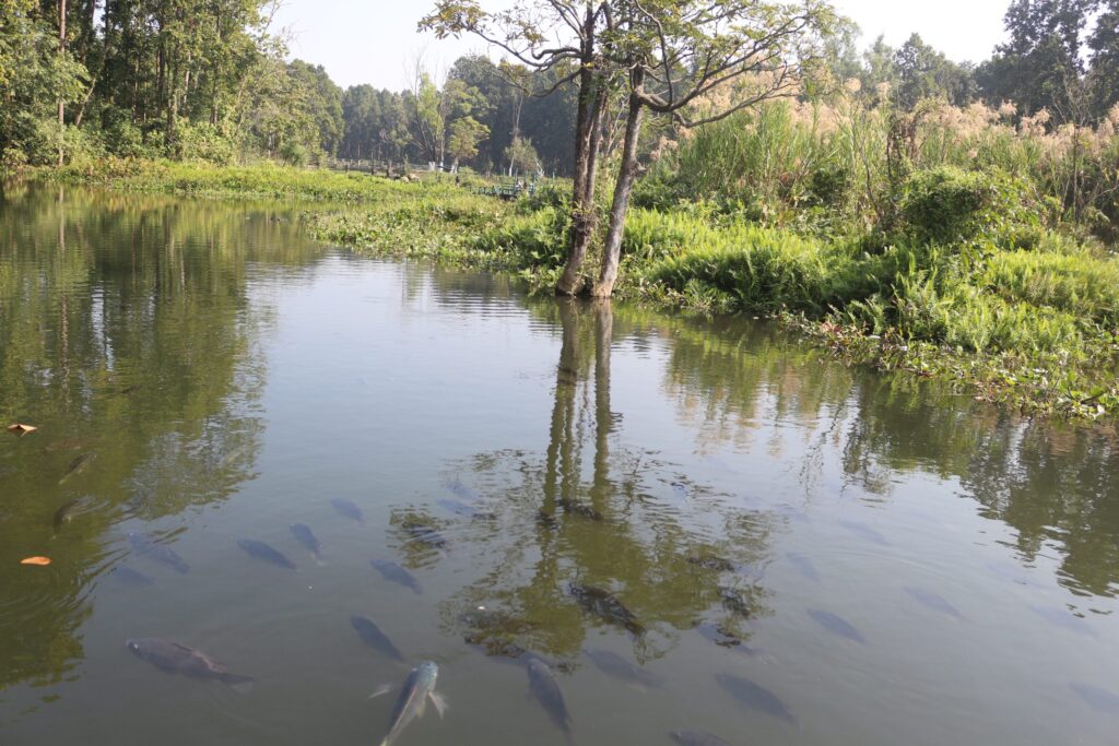 पर्यटक लोभ्याउने चरिङ्गे दह
