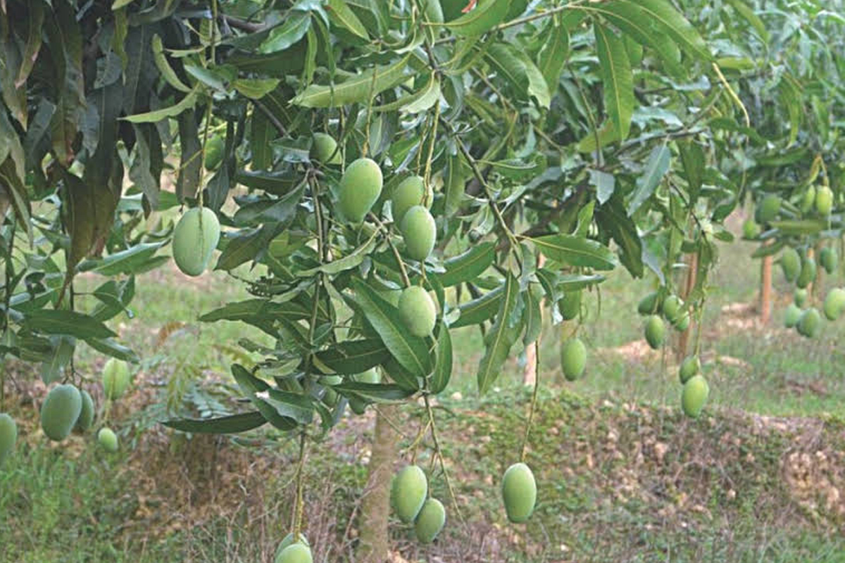 बँदेल र बाँदरको दुःखले किसान आँप खेतीतर्फ image