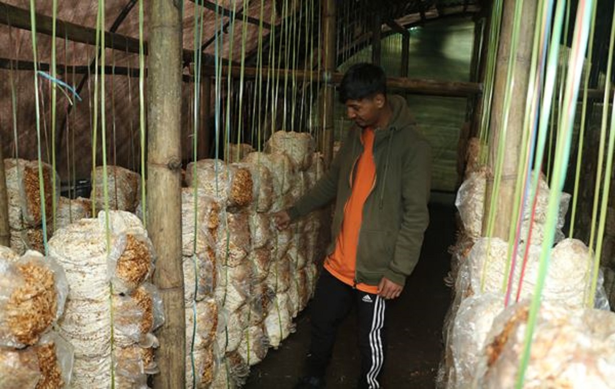 च्याउखेतीबाट वार्षिक १० करोडको कारोबार image