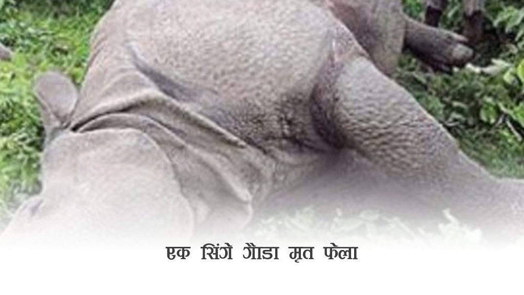 एक सिंगे गैँडा मृत फेला image