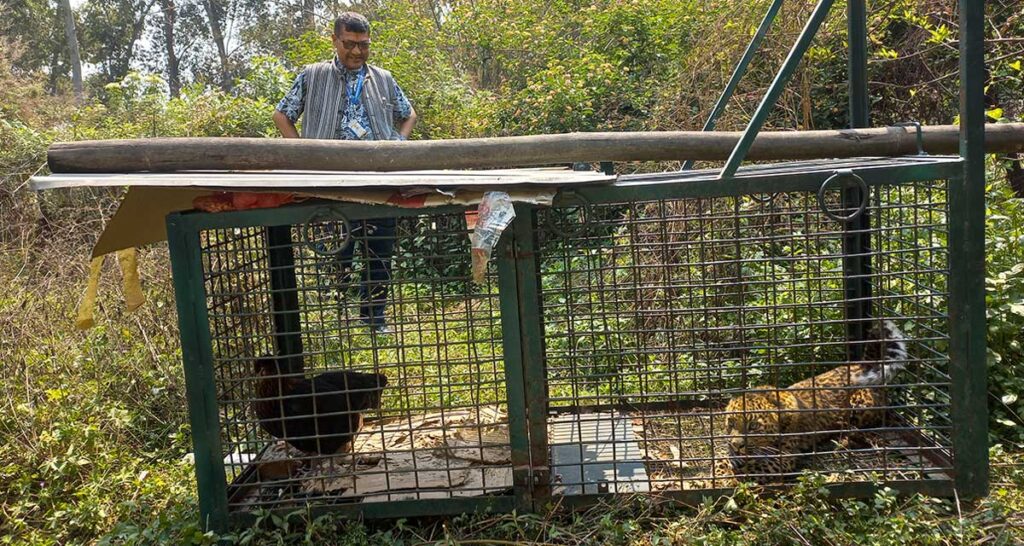 कीर्तिपुरमा आतङ्क फैलाइरहेको चितुवा पासोमा पर्यो